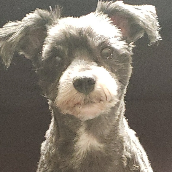 Meet your Posher, Caroline - Picture 1 of 1